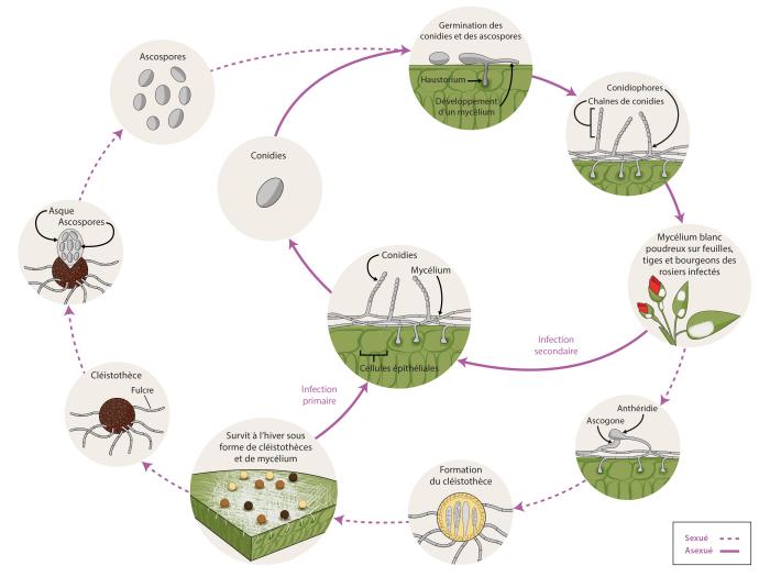 Podosphaera panmosa - cycle maladie