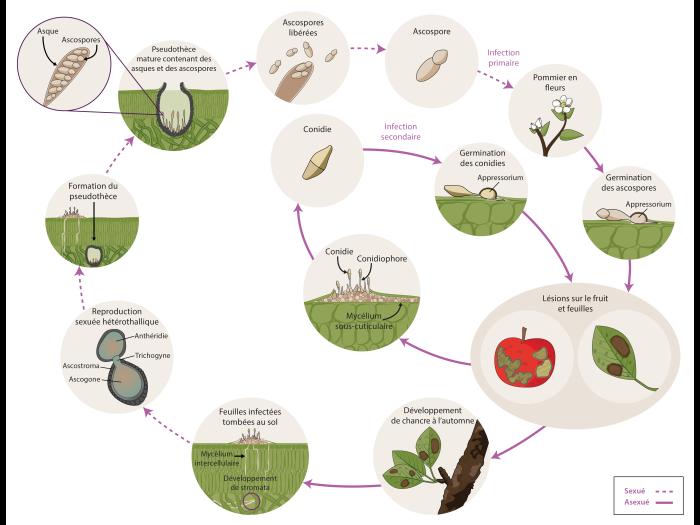 Venturia inaequalis - cycle épidémiologique