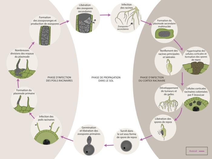 Plasmodiophora brassicae cycle maladie