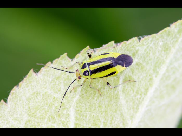 Punaise à quatre raies (Poecilocapsus lineatus_2