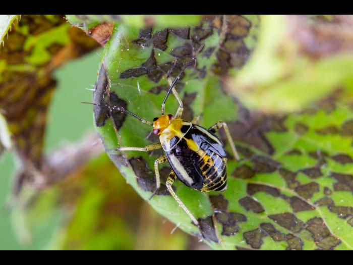 Punaise à quatre raies (Poecilocapsus lineatus_4