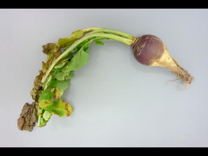 Rutabaga - Nervation noire (Xanthomonas campestris pv. campestris)
