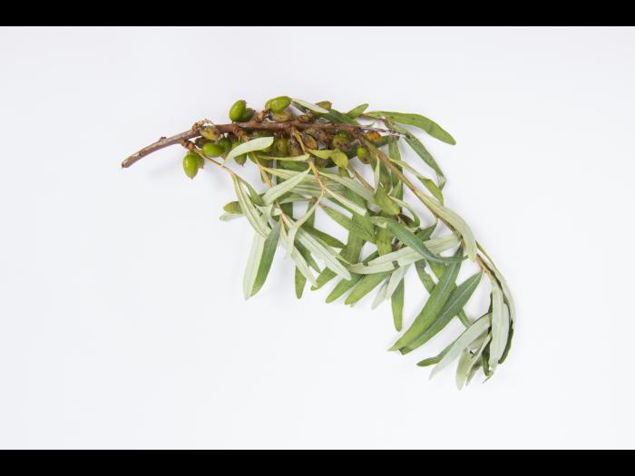 Argousier - Anthracnose (Colletotrichum acutatum)