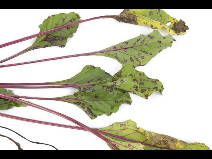 Betterave - Tache cercosporéenne (Cercospora beticola)_4