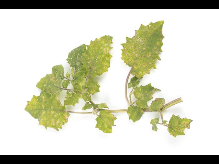 cerise de terre - entyloma sp.