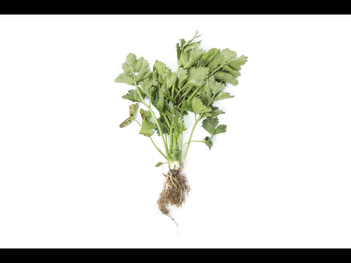 Céleri - Nématode cécidogène du nord (Meloidogyne hapla)