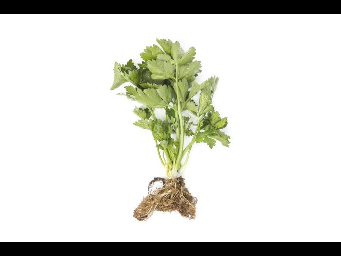 Céleri - Nématode cécidogène du nord (Meloidogyne hapla)