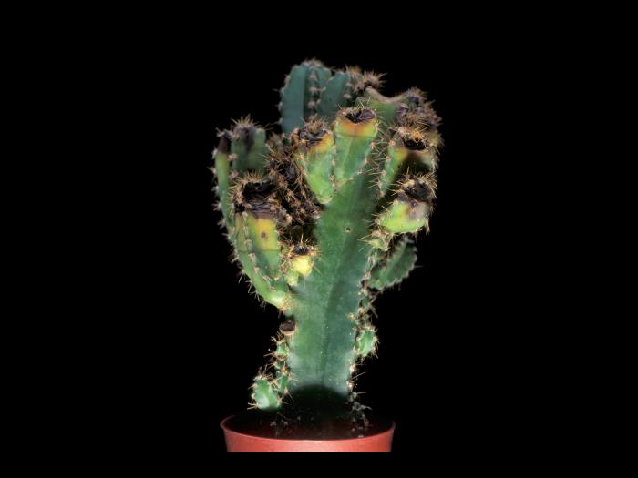 Cierges - Pourriture de tiges (Curvularia cactivora)