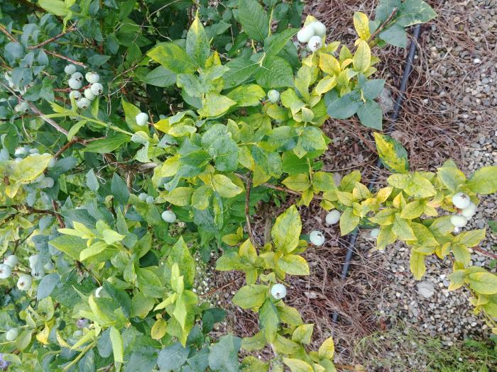 Bleuet - Virus de la mosaïque du bleuet (BlMaV)