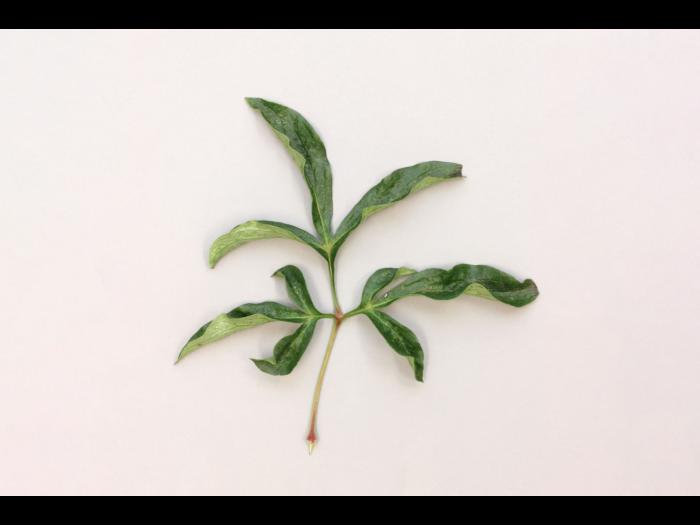 Pivoines - Phytoplasme de la jaunisse de l'aster_1