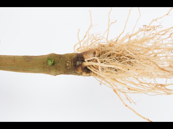 Poivron - Pourriture molle bactérienne (Pectobacterium carotovorum)