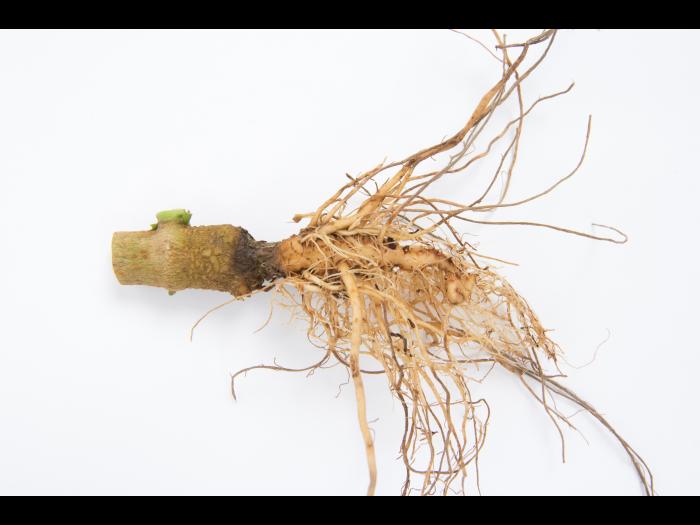 Poivron - Pourriture molle bactérienne (Pectobacterium carotovorum)