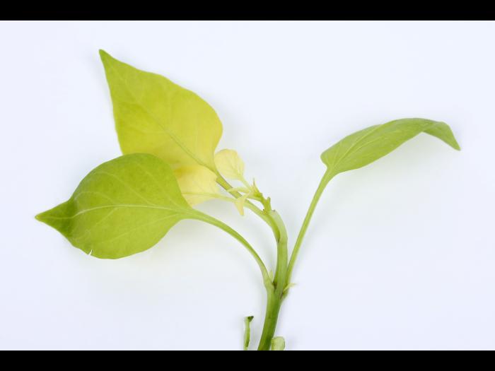 Poivron - Carence en fer