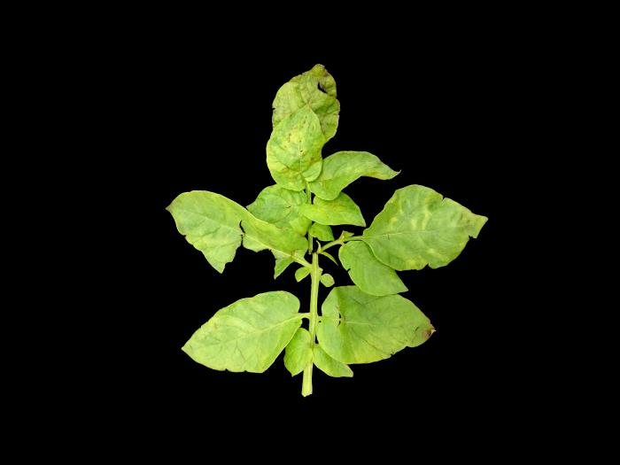 Pomme de terre - Virus de la mosaïque de la luzerne (AMV)