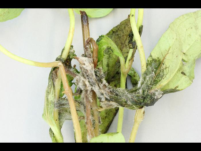 Zinnias - Moisissure grise (Botrytis cinerea)