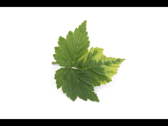 Framboise - Virus de la tache annulaire de la tomate (ToRSV)