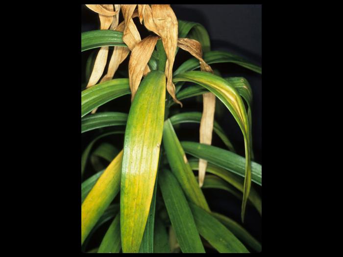 Lis - Nématode foliaire (Aphelenchoides sp.)