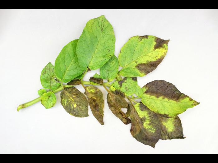 Pomme de terre - Verticilliose (Verticillium dahliae)