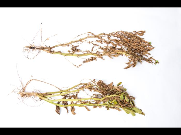 Pomme de terre - Jambe noire (Pectobacterium atrosepticum)