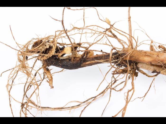 Pomme de terre - Jambe noire (Pectobacterium atrosepticum)