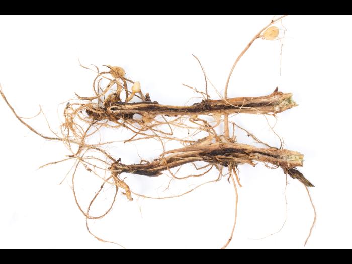 Pomme de terre - Jambe noire (Pectobacterium atrosepticum)