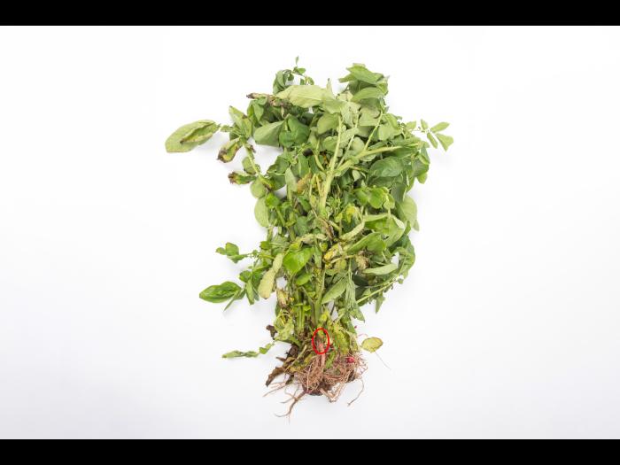 Pomme de terre - Jambe noire (Pectobacterium atrosepticum)