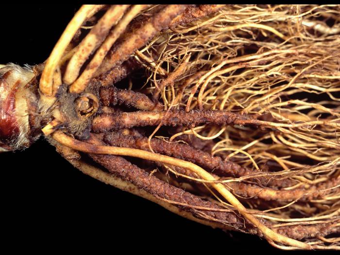 Fraise - Excès/Toxicité en ammoniac (NH3)_3