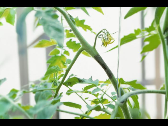 Tomate - Mildiou (Phytophthora infestans)