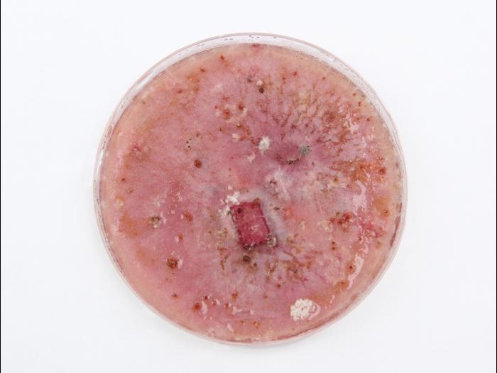 Fusarium_graminearum_2