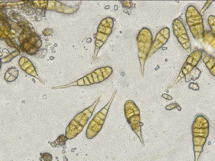 Alternaria_sp_4