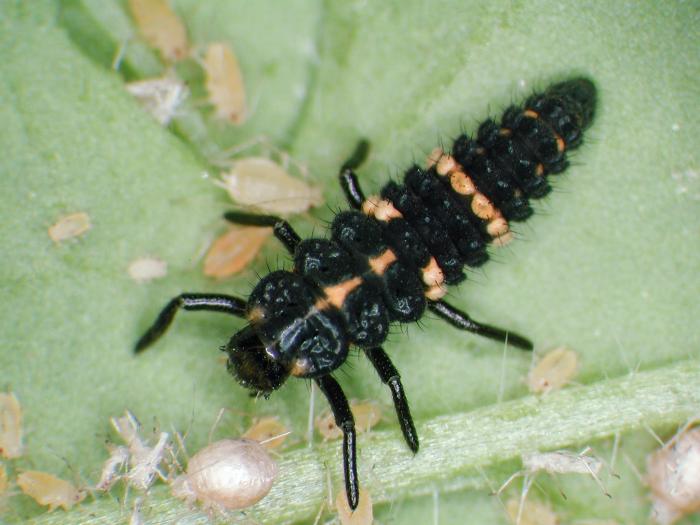 Coccinelle maculée (Coleomegilla maculata)