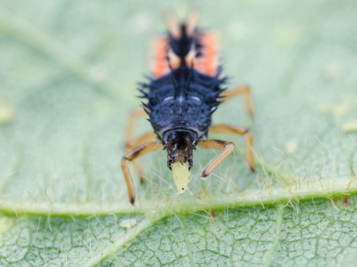 Coccinelle asiatique (Harmonia axyridis)