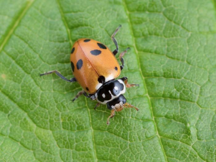 Coccinelle des friches (Hippodamia variegata)