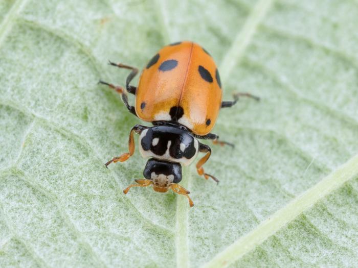 Coccinelle des friches (Hippodamia variegata)