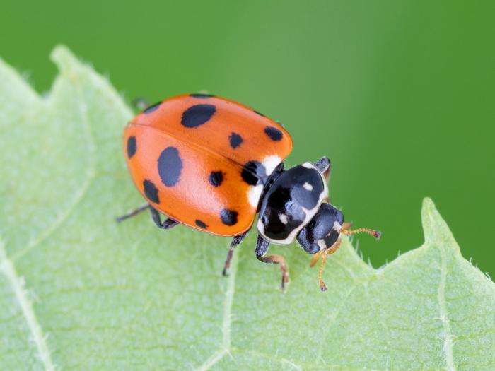 Coccinelle des friches (Hippodamia variegata)
