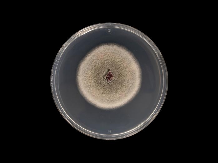 colletotrichum_acutatum_7