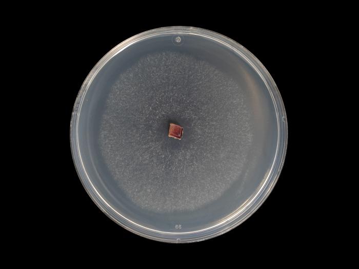 colletotrichum_acutatum_11