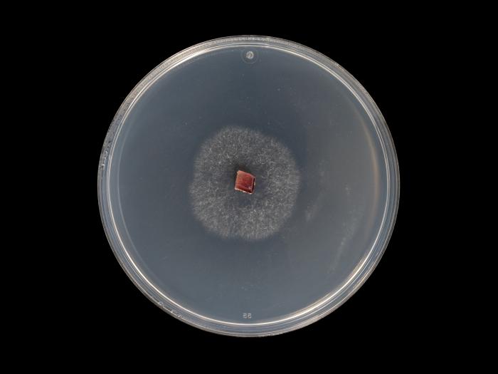 colletotrichum_acutatum_10