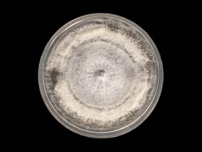 colletotrichum_coccodes_12