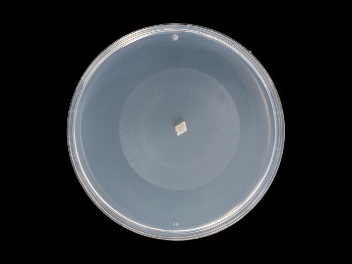 colletotrichum_coccodes_13