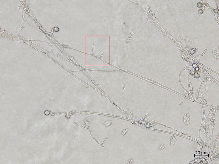 Fusarium_oxysporum_10