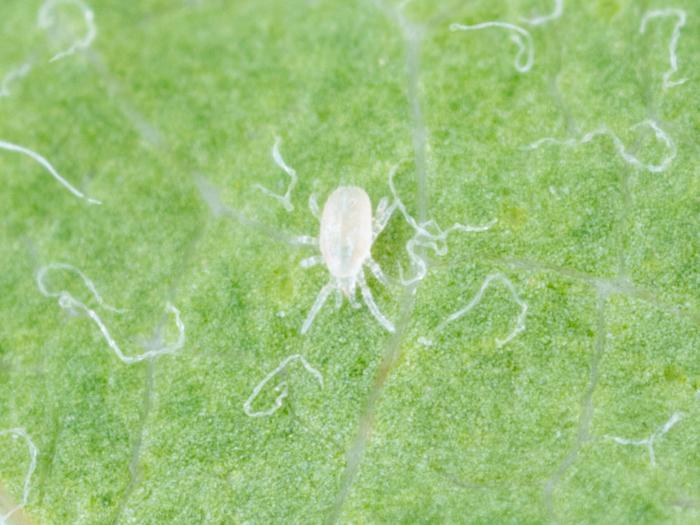 Amblyseius andersoni