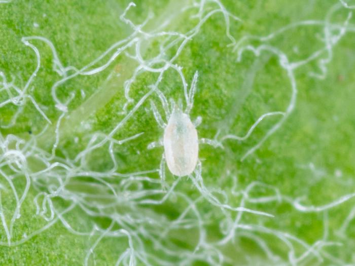 Amblyseius andersoni