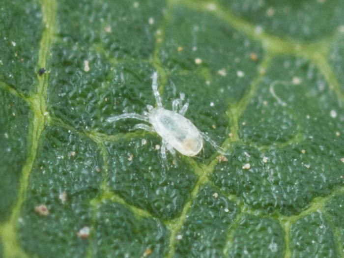 Typhlodromips swirskii