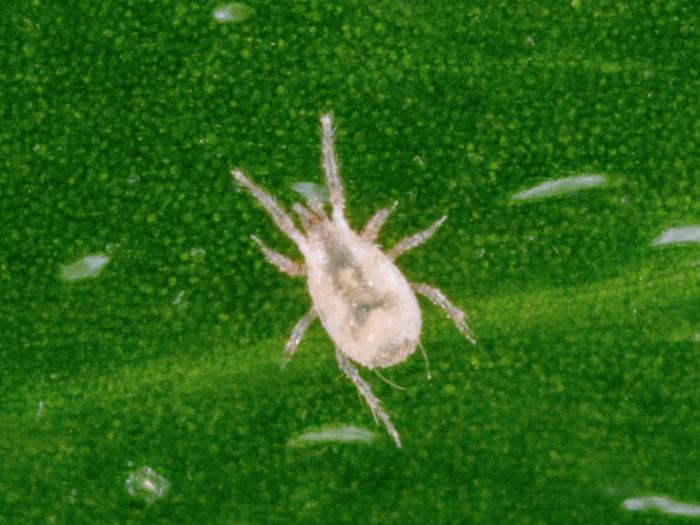 Typhlodromips swirskii