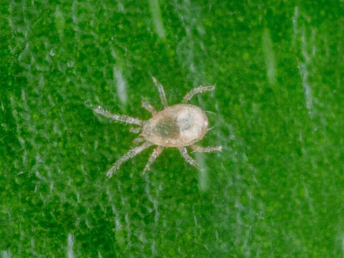 Typhlodromips swirskii