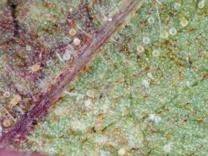 Tétranyque à deux points (Tetranychus urticae)