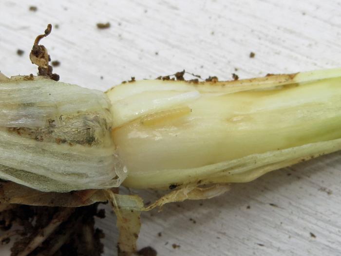 Mineuse du poireau (Phytomyza gymnostoma)