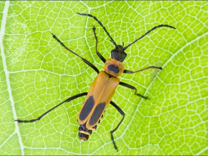 Cantharide de Pennsylvanie (Chauliognathus pensylvanicus)