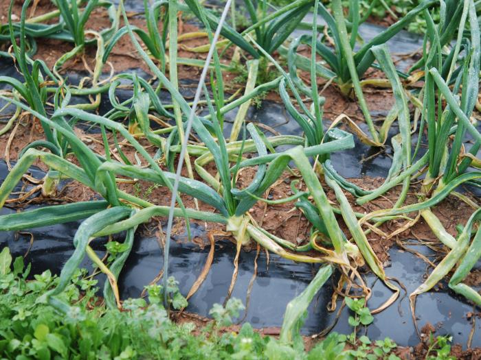 Mineuse du poireau (Phytomyza gymnostoma)